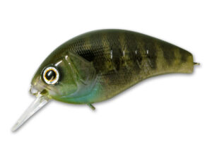 #15 Real Blue Gill