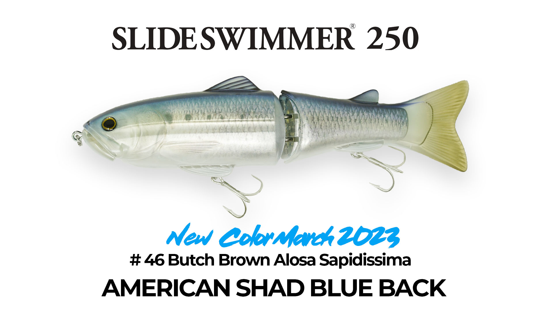46 Butch Brown Alosa Sapidissima AMERICAN SHAD BLUE BACK - OPTIMUM