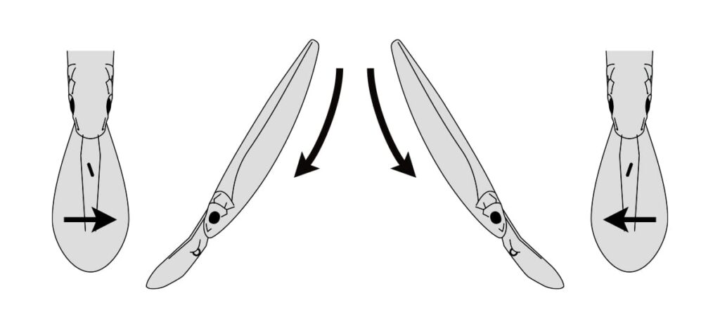 balisong-minnow-long-bill-True tune method